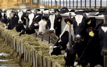 Vệ tinh phát hiện nguồn khí methane từ trại nuôi bò ở California