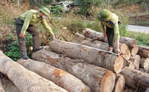 Thanh Hóa: Liên tiếp xảy ra nhiều vụ phá rừng tự nhiên ở huyện vùng cao Quan Sơn