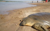 Campuchia bảo tồn loài rùa mai mềm khổng lồ Cantor