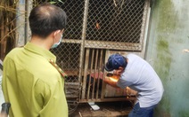 Một người dân ở quận 7 cắt ổ khóa, giao khỉ đuôi lợn nuôi 12 năm cho kiểm lâm