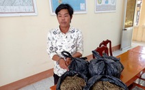 Vận chuyển 5kg cần sa từ Campuchia về Việt Nam với giá 1 triệu đồng