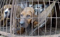 Hàn Quốc thúc đẩy việc cấm tiêu thụ thịt chó