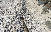 Có còn cứu được san hô hư hại ở Hòn Mun?