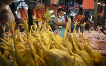 Thịt gà tăng giá dù Malaysia cấm xuất khẩu, người giàu cũng khóc vì 'bão giá'
