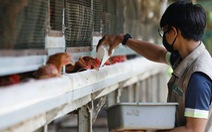 Malaysia hạn chế, Indonesia tìm cách xuất khẩu gà sang Singapore