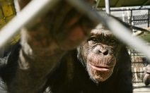Số phận bi thảm của những con tinh tinh sau các chương trình thí nghiệm y học