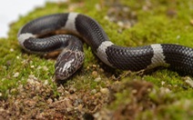 Phát hiện hai loài rắn khuyết đặc hữu ở Nam Trường Sơn