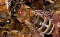 Australia 'phong tỏa' ngành nuôi ong vì phát hiện loài ký sinh trùng nguy hiểm
