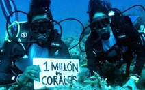 Dự án phục hồi san hô lớn nhất châu Mỹ: Trồng 1 triệu rạn san hô
