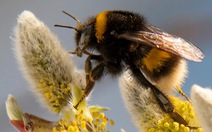 Tòa án ở California tuyên bố ong nghệ là 'một loài cá'