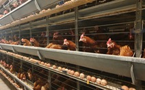 GIÁ CẢ HẰNG NGÀY 7-6: Doanh nghiệp bình ổn xin tăng giá trứng; mít và khoai lang dưới 5.000 đ/kg