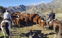 New Zealand sẽ là nước đầu tiên buộc nông dân trả tiền khí thải trong chăn nuôi ​