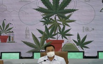 Thái Lan cho phép dân trồng cần sa tại nhà, phóng thích tù nhân bị bắt vì hút cần sa