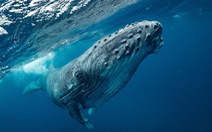 Cá voi lưng gù biết 'học' các bài hát phức tạp từ các vùng khác nhau