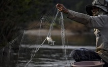 50 triệu dân dọc hai bờ Mekong lao đao vì 'khát' cá