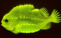 Độc đáo cá phát sáng neon dưới tia UV