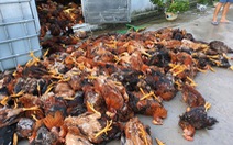 Gần 6.000 con gà trong trang trại bị sét đánh chết