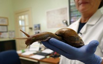 Loài ốc sên khổng lồ mang ký sinh trùng gây bệnh viêm màng não ở người