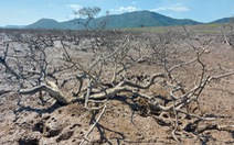 Khẩn trương xử lý hàng chục hecta rừng ngập mặn bị chết ở Hà Tĩnh