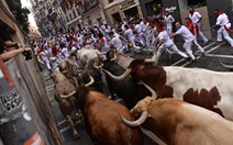 Tây Ban Nha mở lễ hội đua với bò tót, mỗi con nặng nửa tấn
