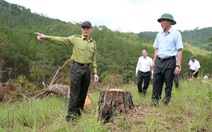 Phá rừng ở Lâm Đồng: Có sự bao che của chính quyền, lực lượng chức năng