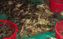 Gần 30.000 con tôm hùm ở Phú Yên chết đột ngột, không dấu hiệu bệnh lý