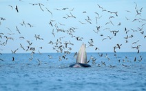 Thích thú, vỡ òa với khoảnh khắc chứng kiến cá voi săn mồi trên biển Đề Gi