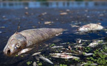 Cá chết trắng sông biên giới Ba Lan, dân phản đối chính quyền thông báo chậm trễ