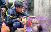 Di ảnh người lính cứu hỏa Đỗ Đức Việt bên chú cún được cứu lay động cộng đồng mạng