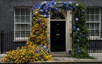 Phủ thủ tướng Anh dựng cổng hoa hướng dương để ủng hộ Ukraine
