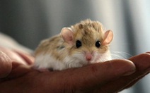 Các nhà khoa học nuôi cấy thành công phôi chuột nhân tạo bên ngoài tử cung