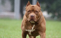 Chó pitbull nặng 40kg cắn chết nữ chủ nhà 64 tuổi