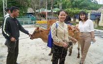 Bà con Cơ Tu, Tà Riềng nhận bò giống từ chương trình sinh kế hậu COVID-19, thiên tai