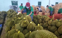 Mâu thuẫn mã vùng trồng sầu riêng ở Đắk Lắk: Yêu cầu doanh nghiệp nộp bằng chứng