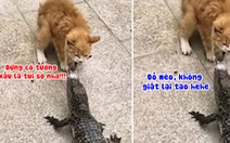 Mèo bất lực khi giành đồ ăn trên miệng cá sấu