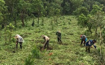 Gia Lai: Có nơi trồng rừng tỉ lệ cây chết lên tới 90%