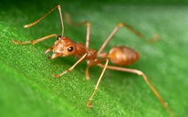 Trái đất có bao nhiêu con kiến, bạn tính được không?