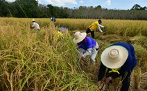 Thái Lan, Việt Nam bắt tay tính cách nâng giá gạo cao hơn