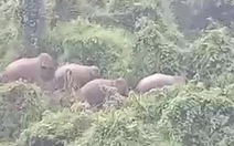 Đàn voi rừng 5 con vào sát khu dân cư