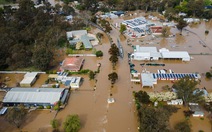 Lũ lụt đe dọa nhiều loài chim di cư ở Australia