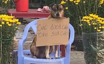Chú chó ngồi phụ ông chủ bán hoa Tết