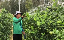 Hoa Tết ở Phú Yên: Được mùa quất, thất mùa mai