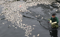 Ô nhiễm cá chết trắng hào thành cổ Vinh: Phê bình đơn vị vận hành