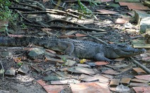 Kiên Giang: 6 con cá sấu sổng chuồng ra hồ nước công viên, mới bắt được 2 con