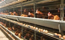 Sản xuất 14 tỉ quả trứng gà/năm, người Việt dùng bao nhiêu, xuất khẩu rất ít?