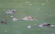 Cá sấu sổng chuồng ở Rạch Giá, qua 4 ngày chưa bắt lại được