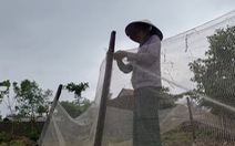 'Tiếp sức nhà nông' tiếp sức cho 40 hộ nông dân Quảng Trị
