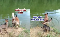 Cún con hoảng hồn khi bị đồng bọn ép tắm sông