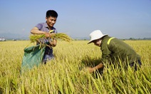 Hỗ trợ 'giải pháp canh tác' cho nông dân Đồng bằng sông Cửu Long vụ lúa đông xuân