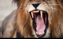 Động vật ở châu Phi sợ tiếng nói con người hơn cả sư tử